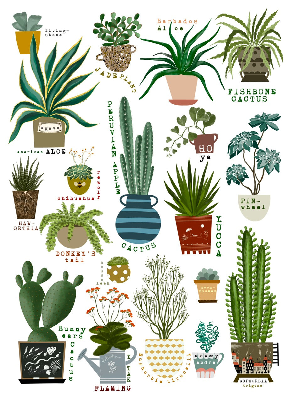 Succulents and cacti - fine art print